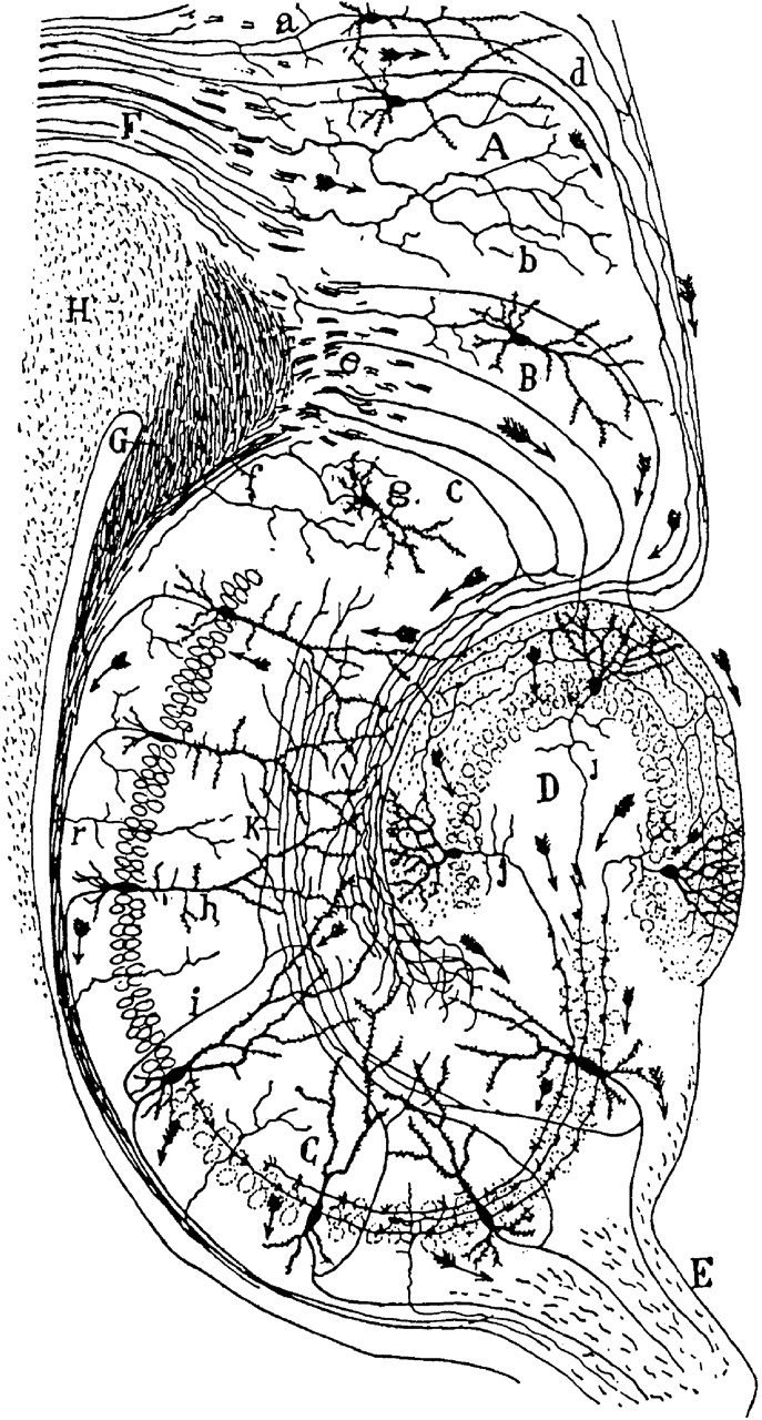 Ink drawing of branching nerve cells and fibres arranged in curved layers.