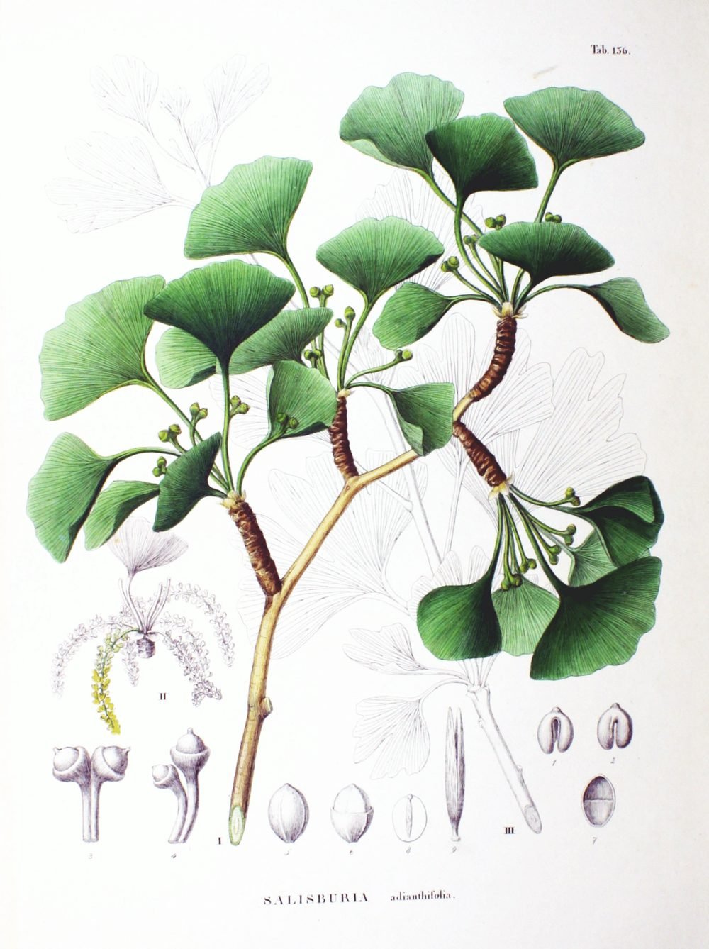 Botanical illustration of ginkgo branches with fan-shaped leaves and fruit.