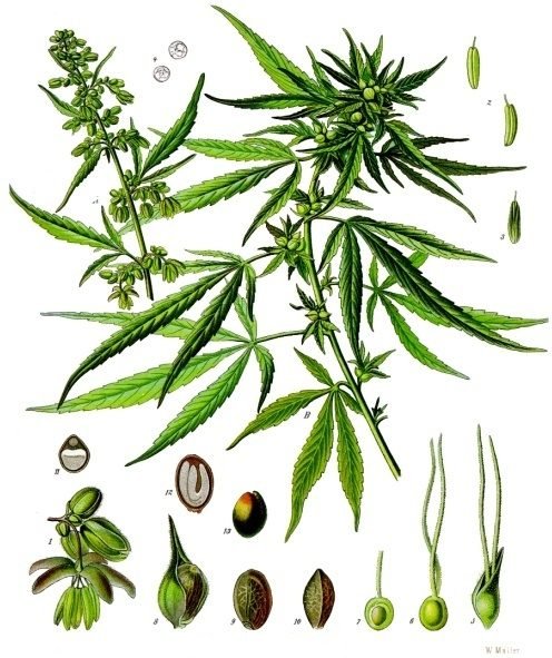 Botanical illustration of a cannabis plant with leaves and flower clusters.