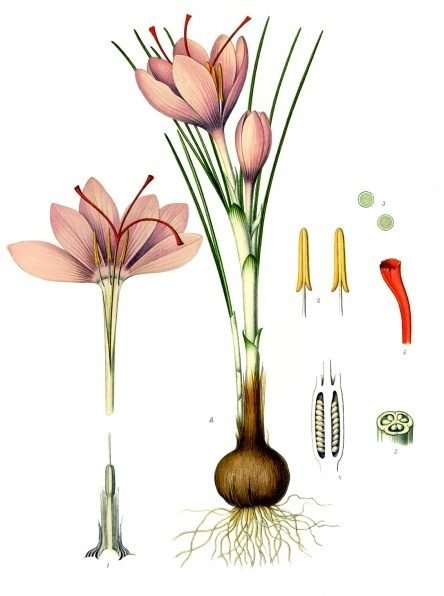 Botanical illustration of a purple crocus with red threads of saffron.