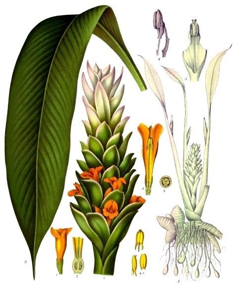 Botanical illustration of the turmeric plant with its root.