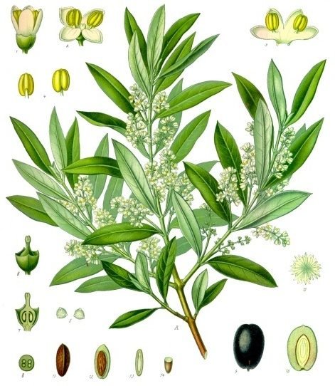 Botanical illustration of an olive branch with leaves, flowers and fruit.