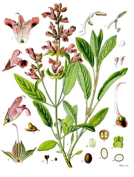Botanical illustration of a sage plant with purple flowers.