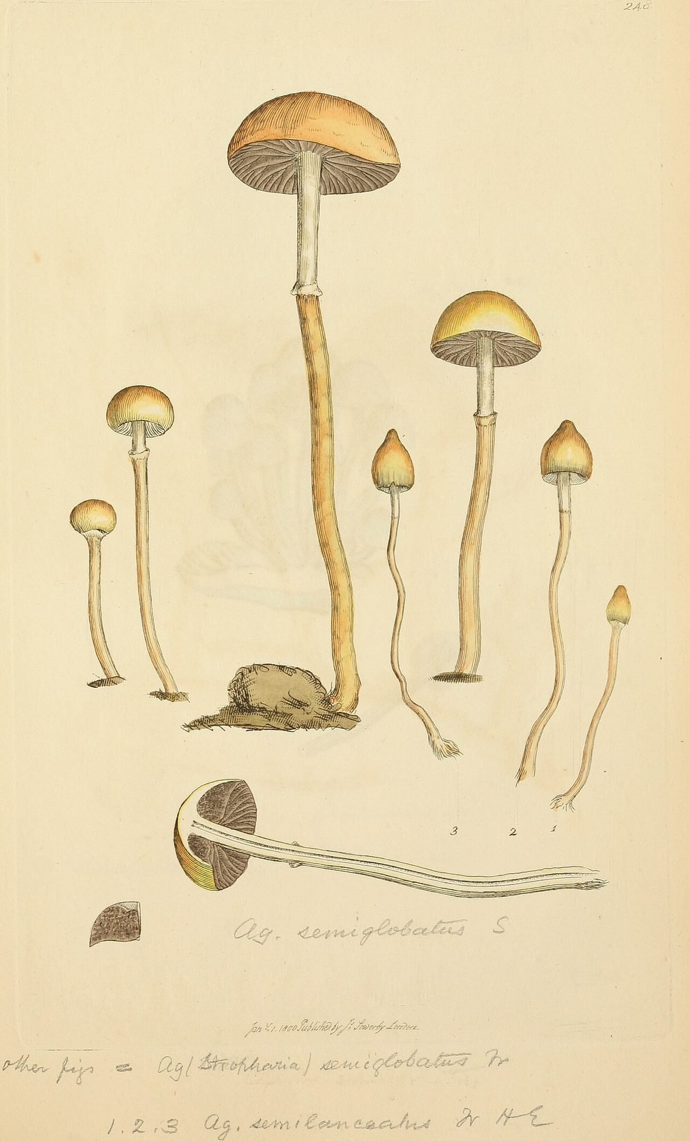 Hand-coloured engraving of small tan mushrooms with long thin stems.